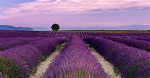 Lavender soothes